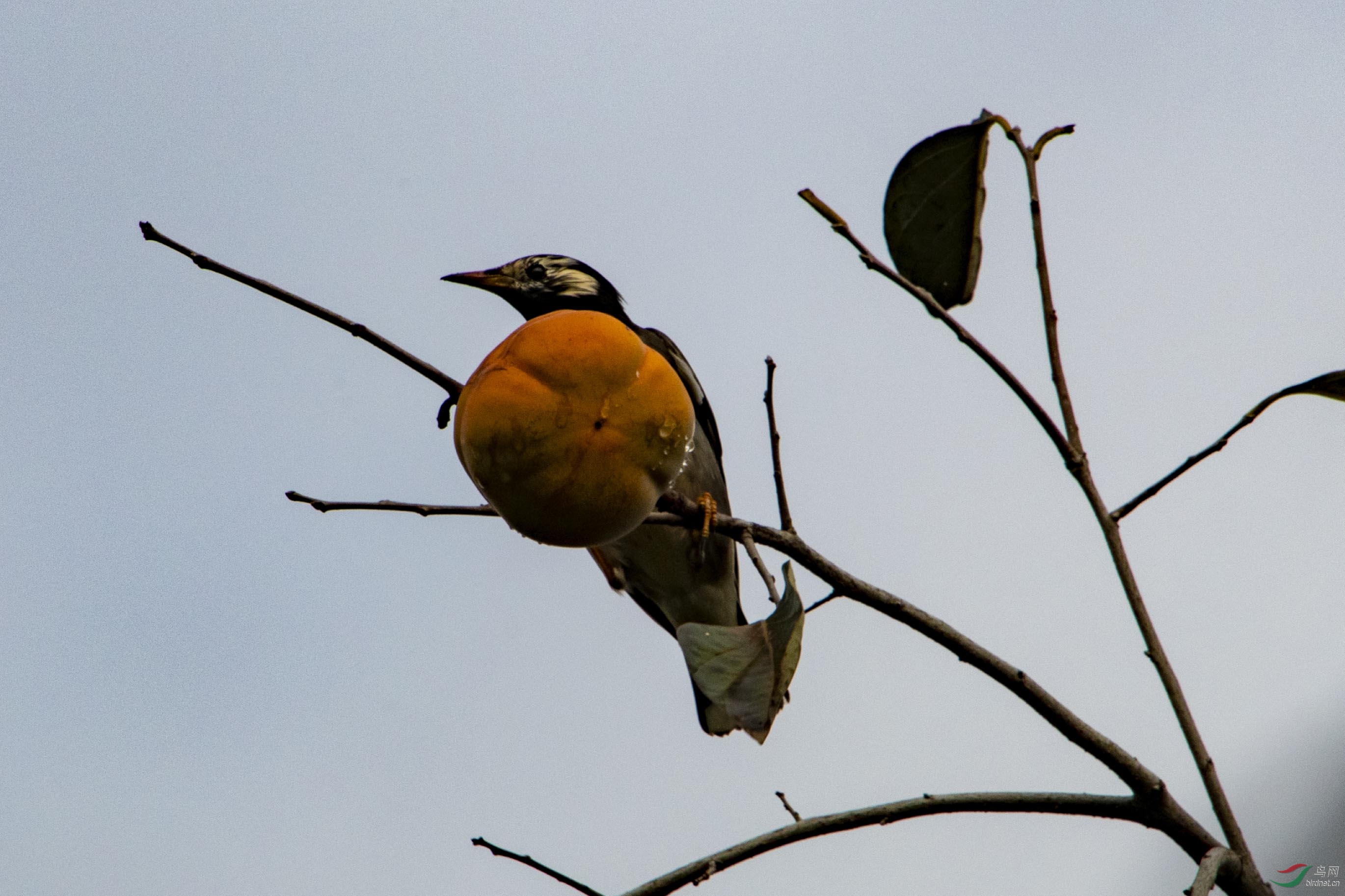 D50_5655.jpg