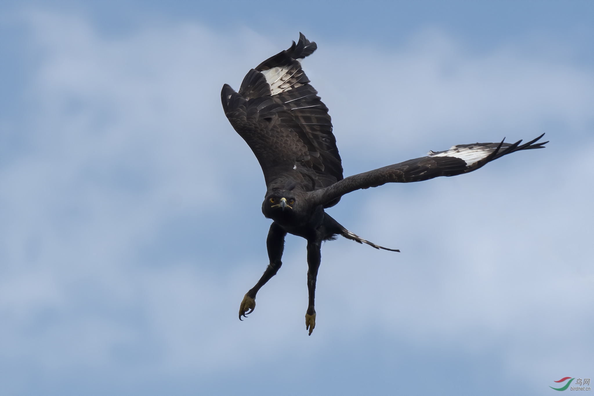 长冠鹰雕乌干达共和国