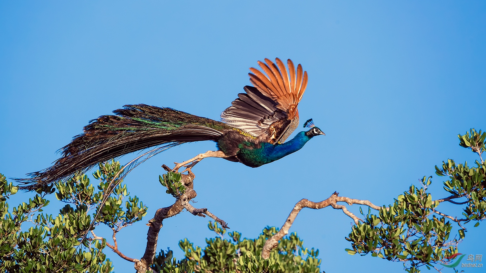 斯里兰卡野生孔雀祝贺荣获首页鸟类精华
