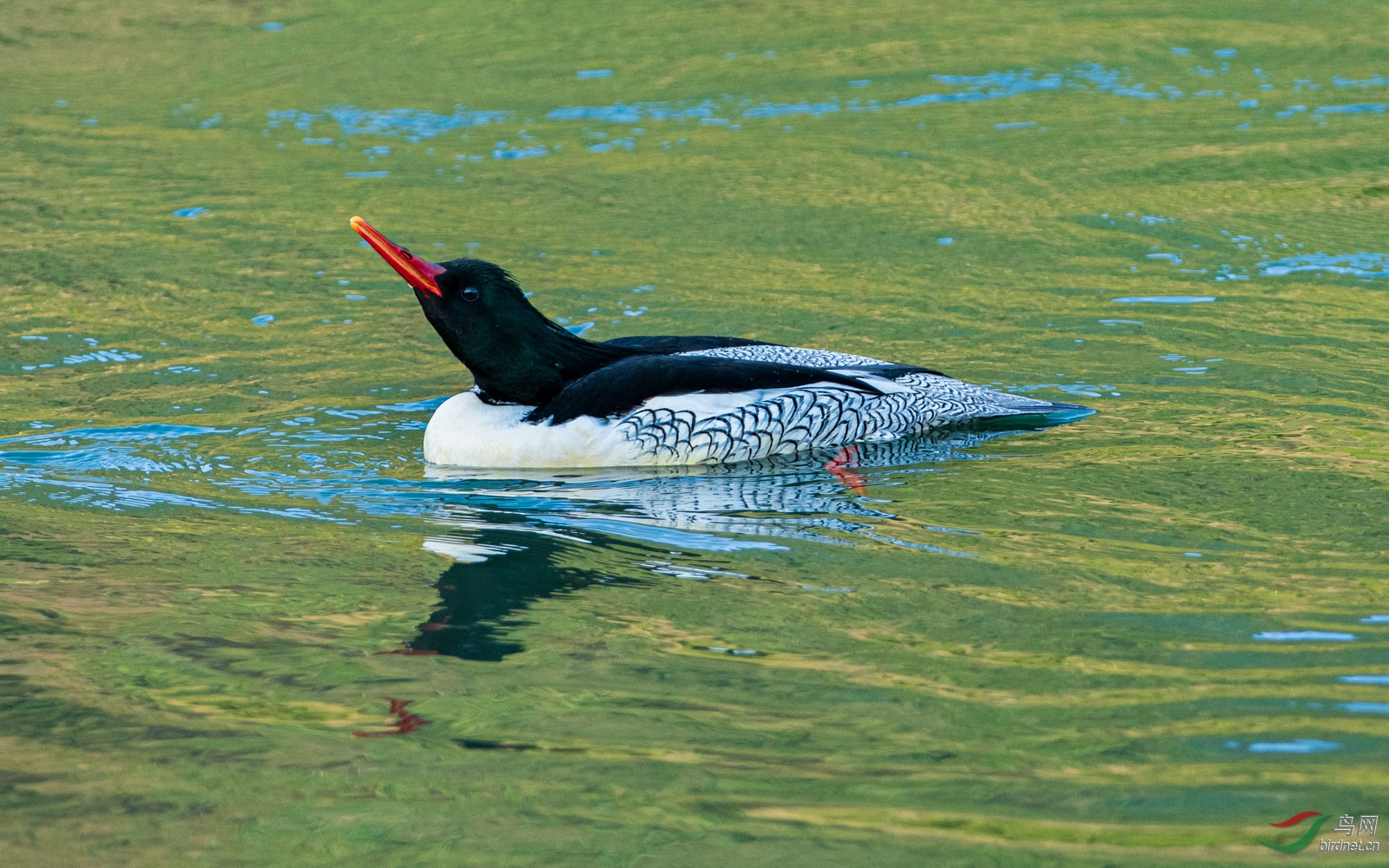 �̲�����