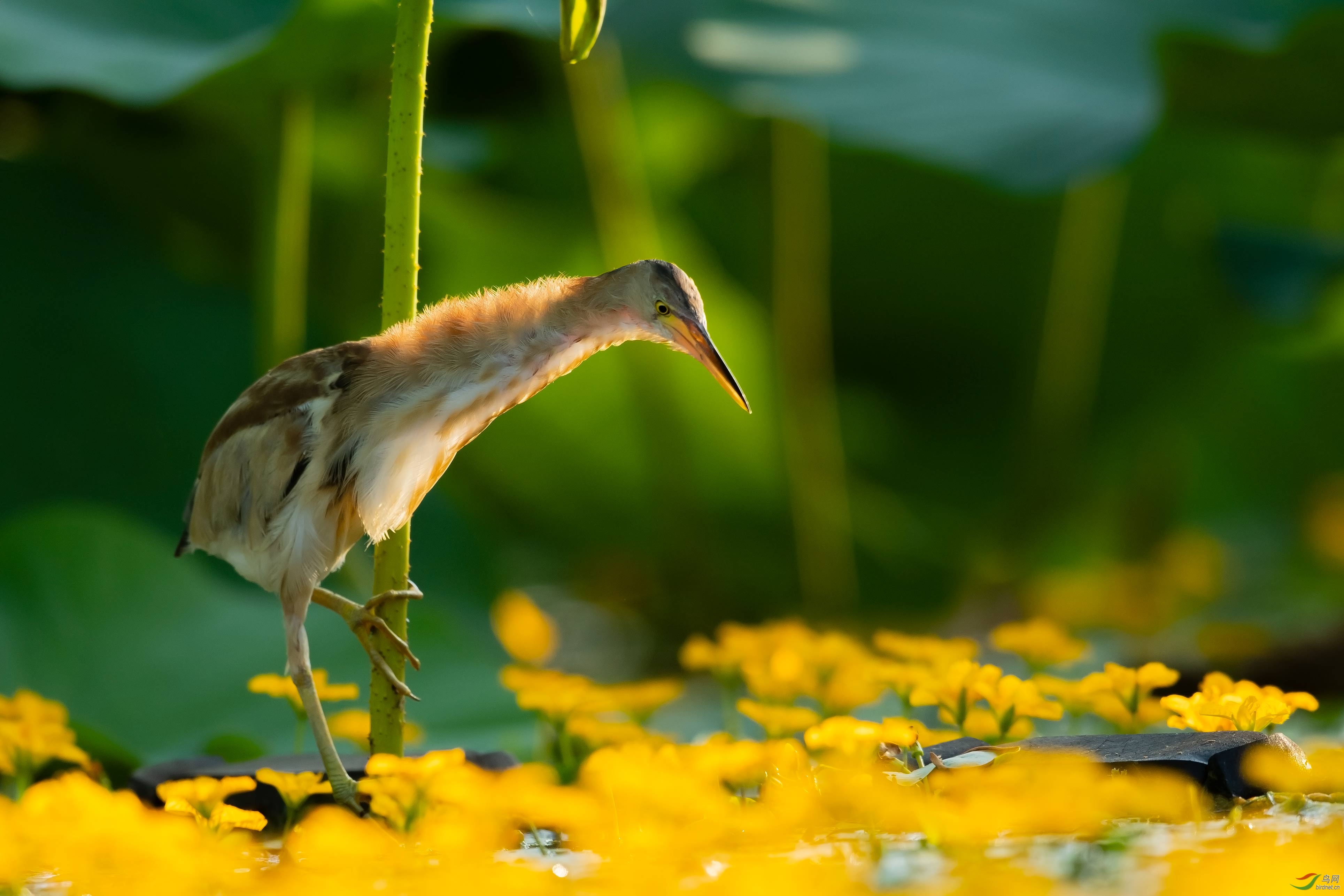 花下寻踪【黄尾鹣】向鸟网论坛天津版老师们问候周二好