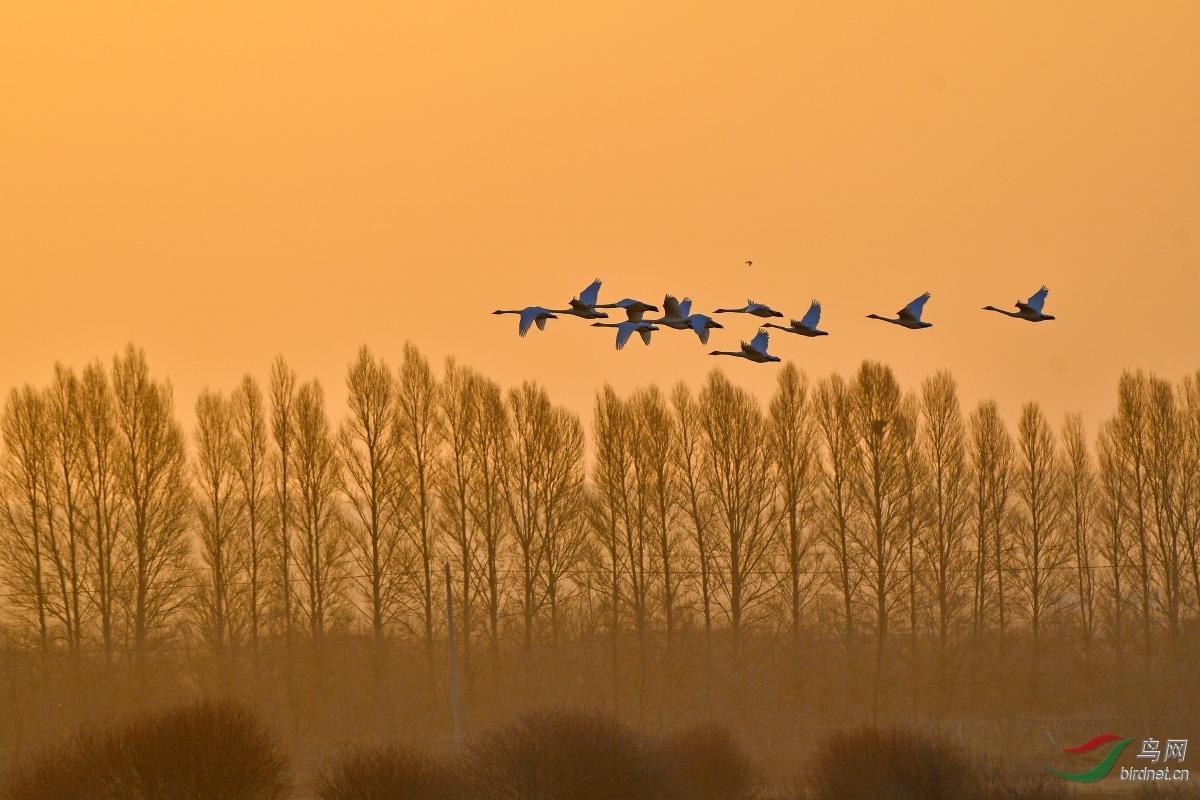 ֣ҫ����Ʒ���ں�ʪ�ض����ѣ����գ�13830620669 (1).jpg