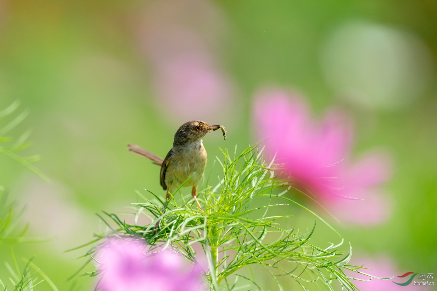 DZ_04326a.jpg