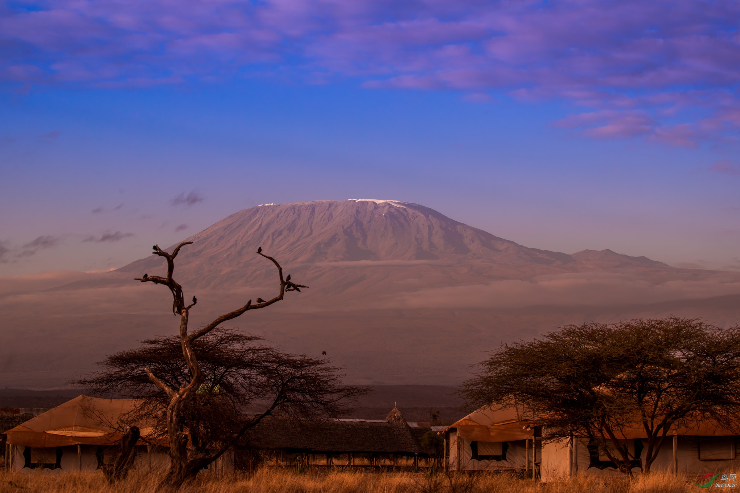 清晨中的乞力马扎罗