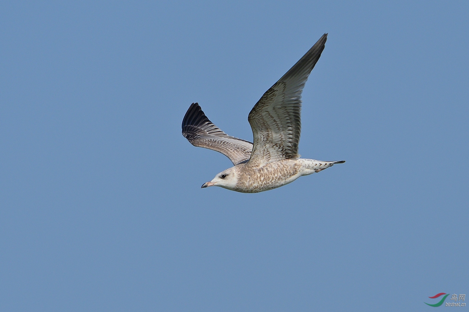 DSC_0794.jpg