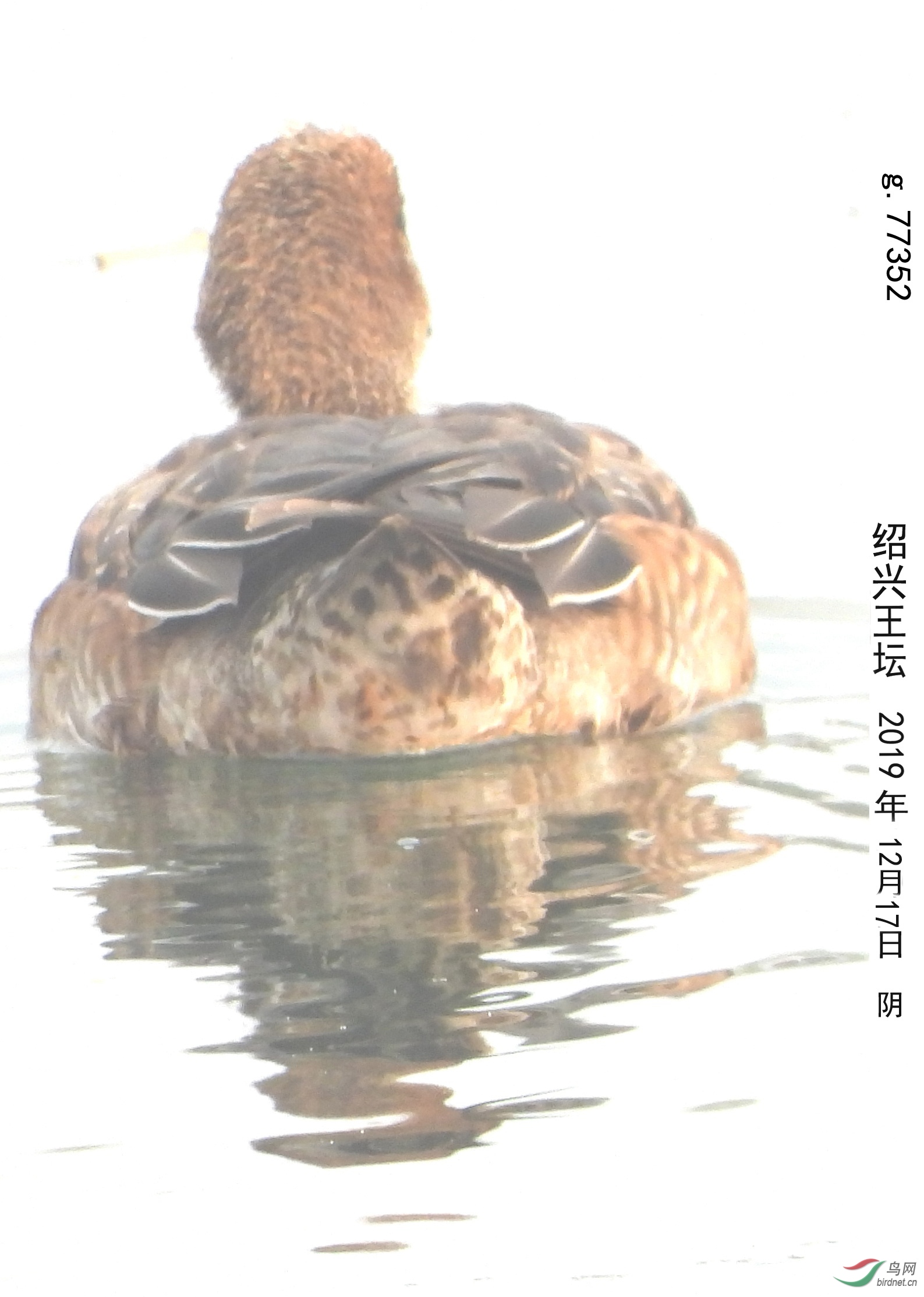 g.77352a_����.jpg