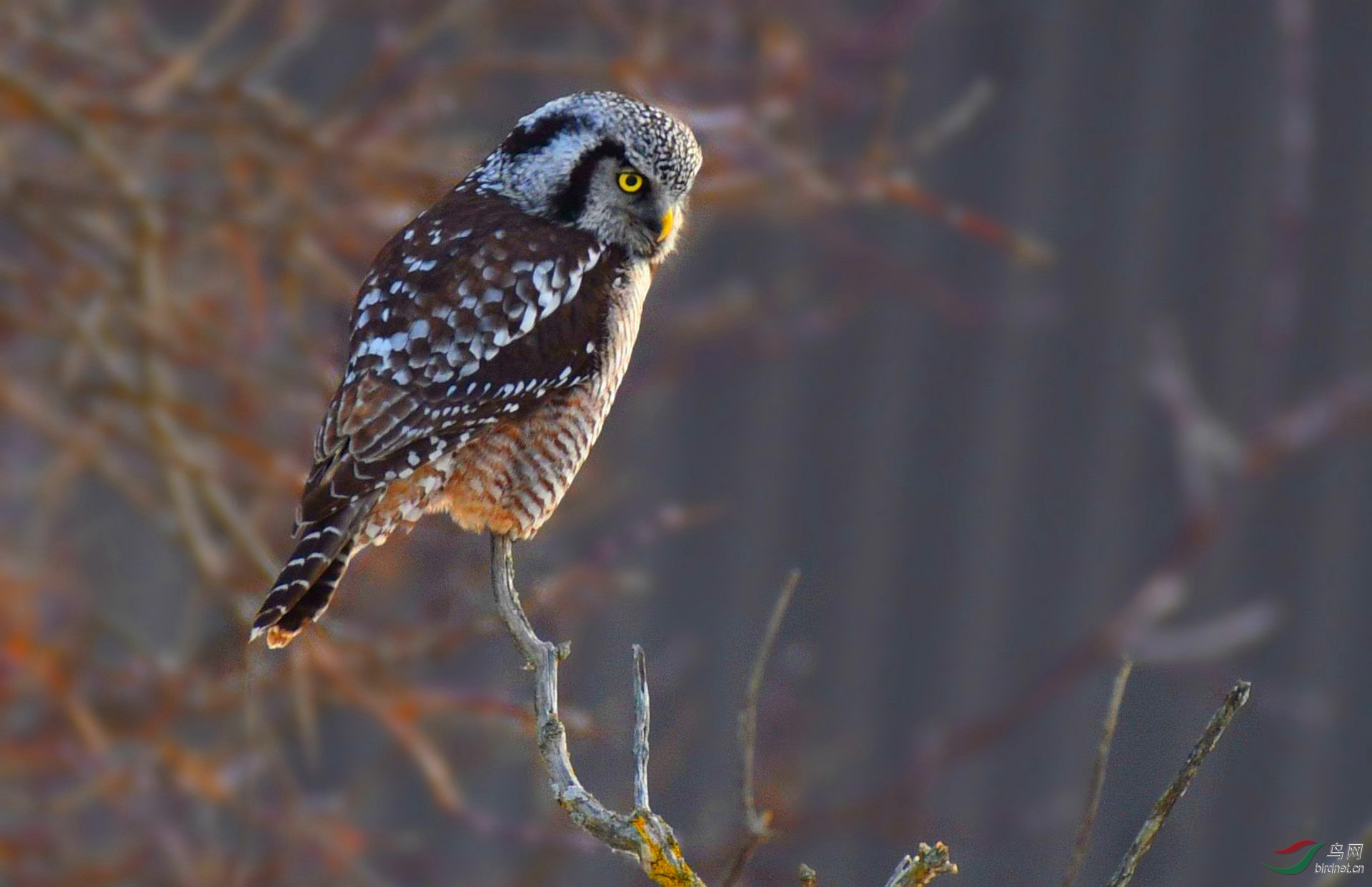DSC_5706_����.jpg