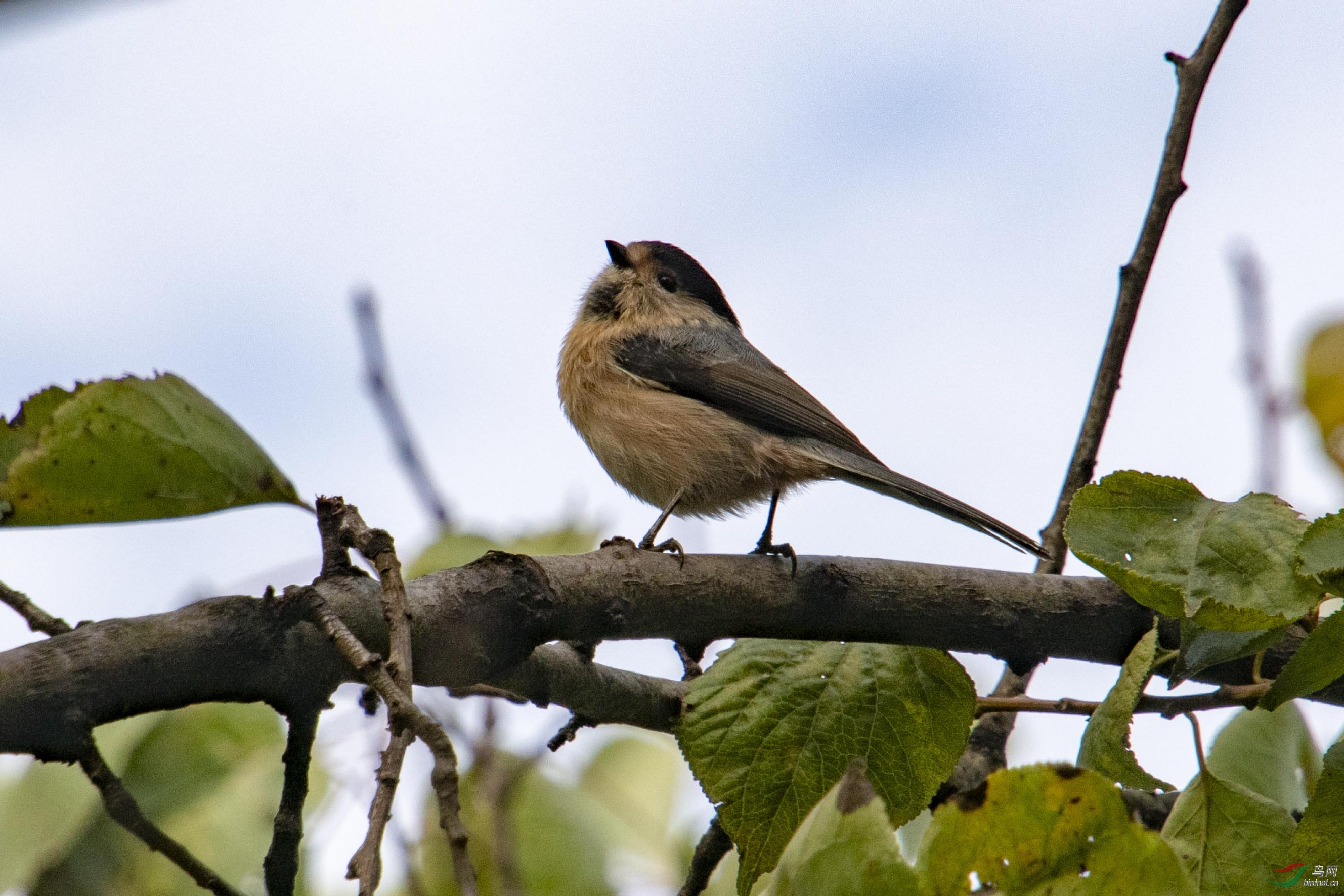 D50_5838.jpg
