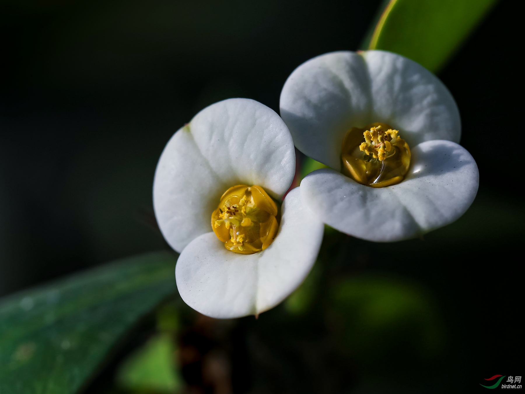 一组小巧艳丽的铁海棠花