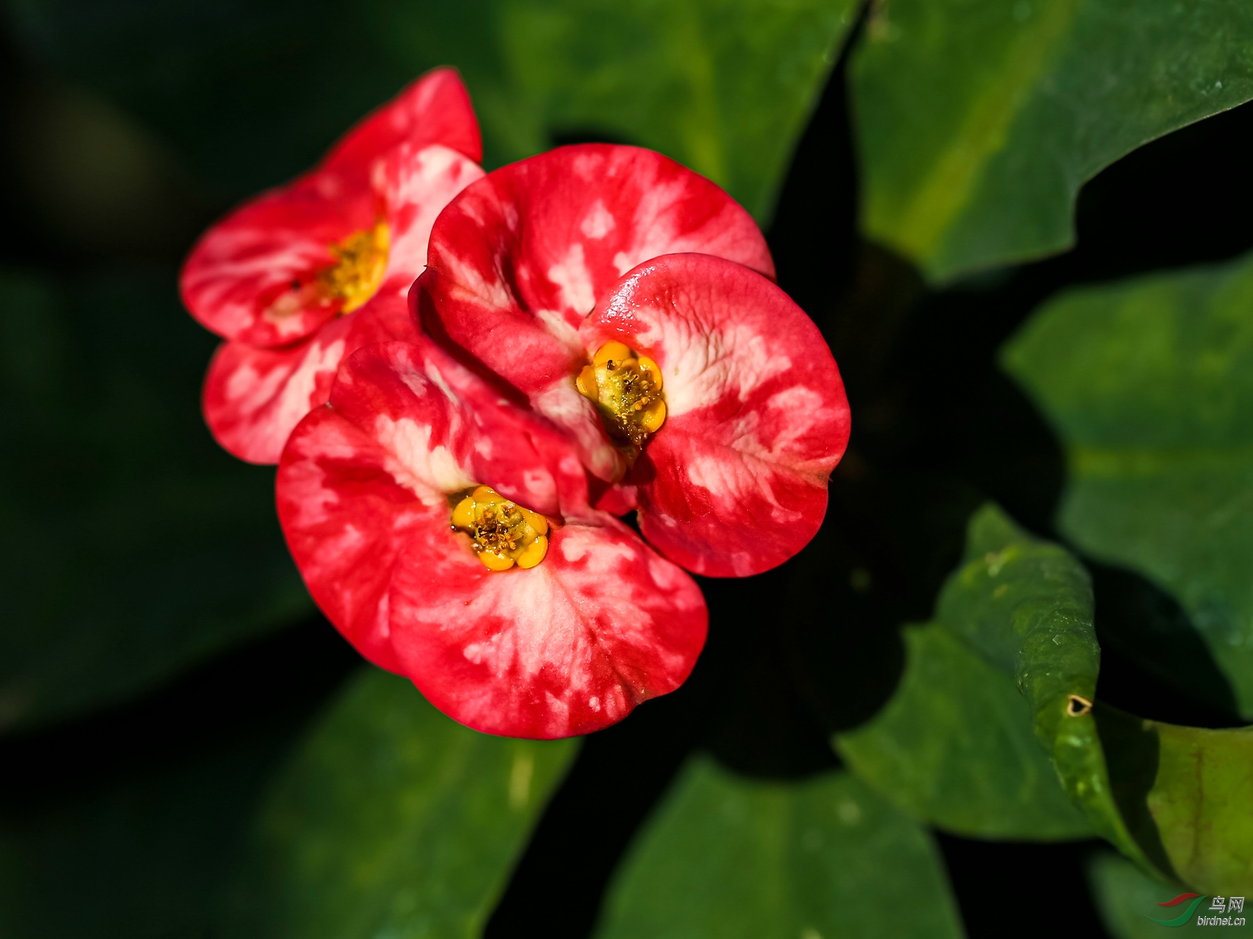 一组小巧艳丽的铁海棠花
