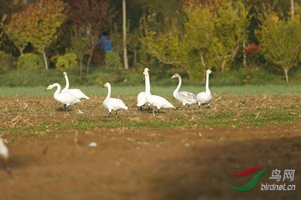 _E8J0950.jpg