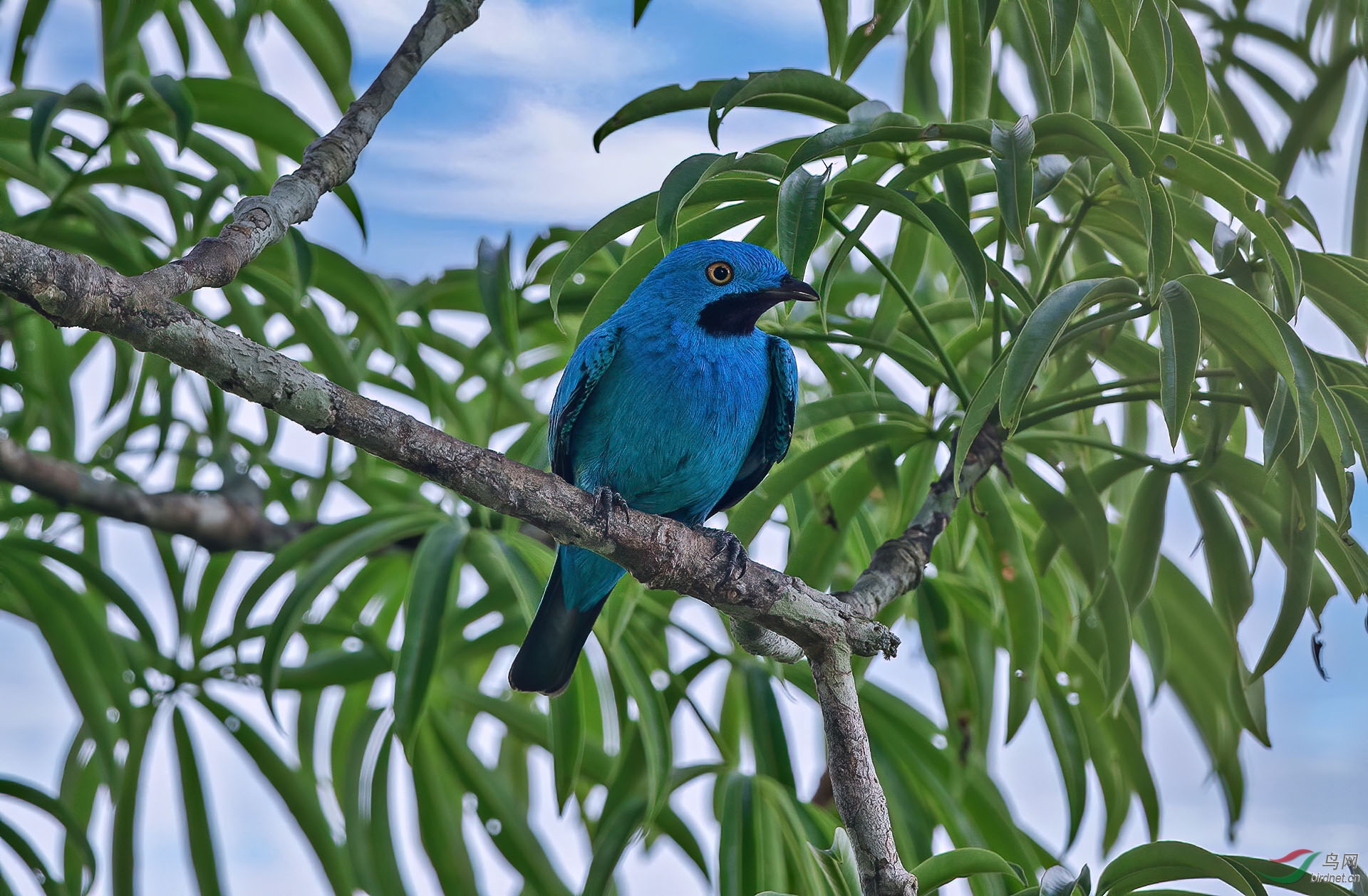 斑喉伞鸟 (plum-throated cotinga) @ 厄瓜多尔共和国