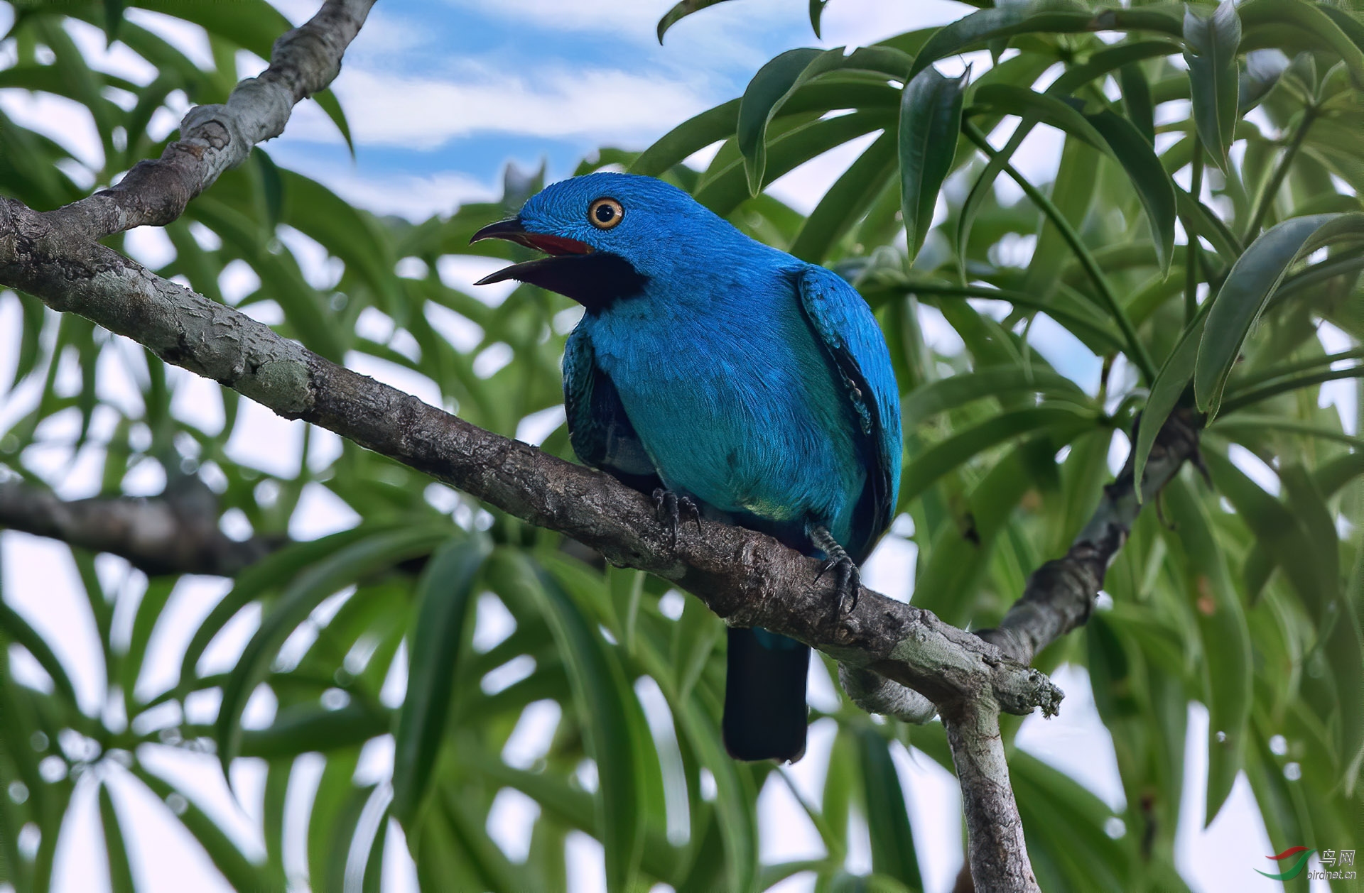 斑喉伞鸟 (plum-throated cotinga) @ 厄瓜多尔共和国
