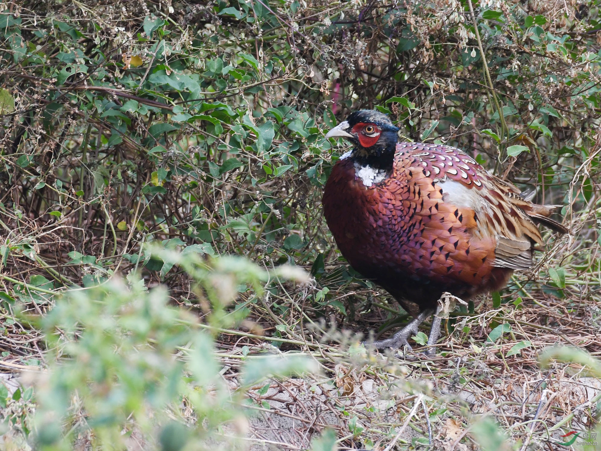 ������Ӱ 152����.jpg