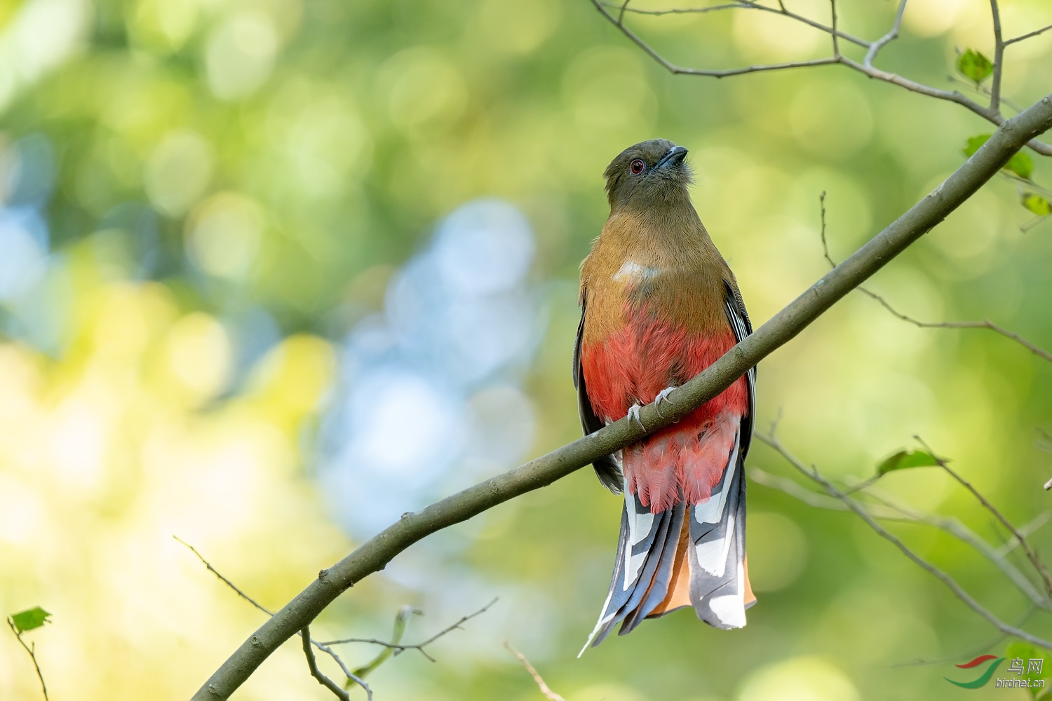 俏皮可爱的红头咬鹃