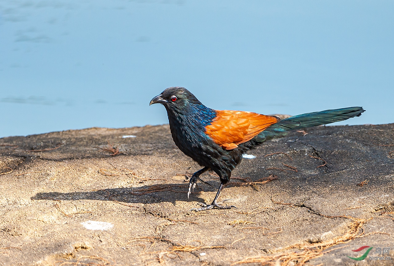 dsc_5276紅毛雞.jpg