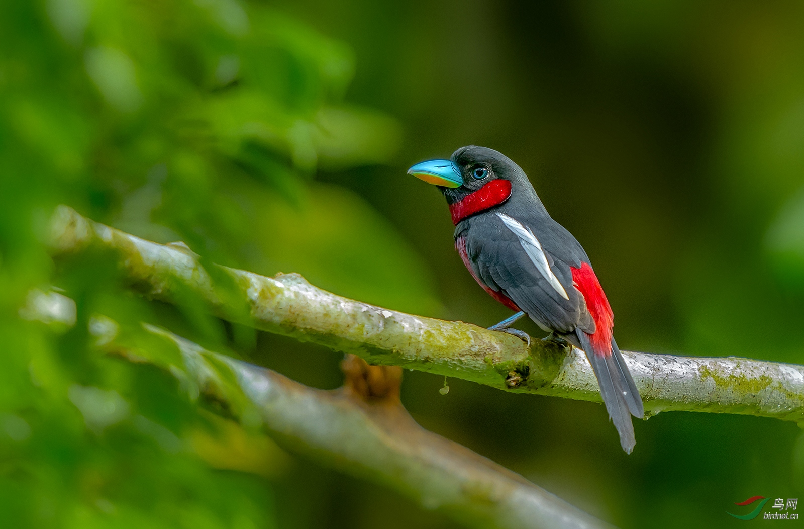 黑红阔嘴鸟祝贺荣获首页精华