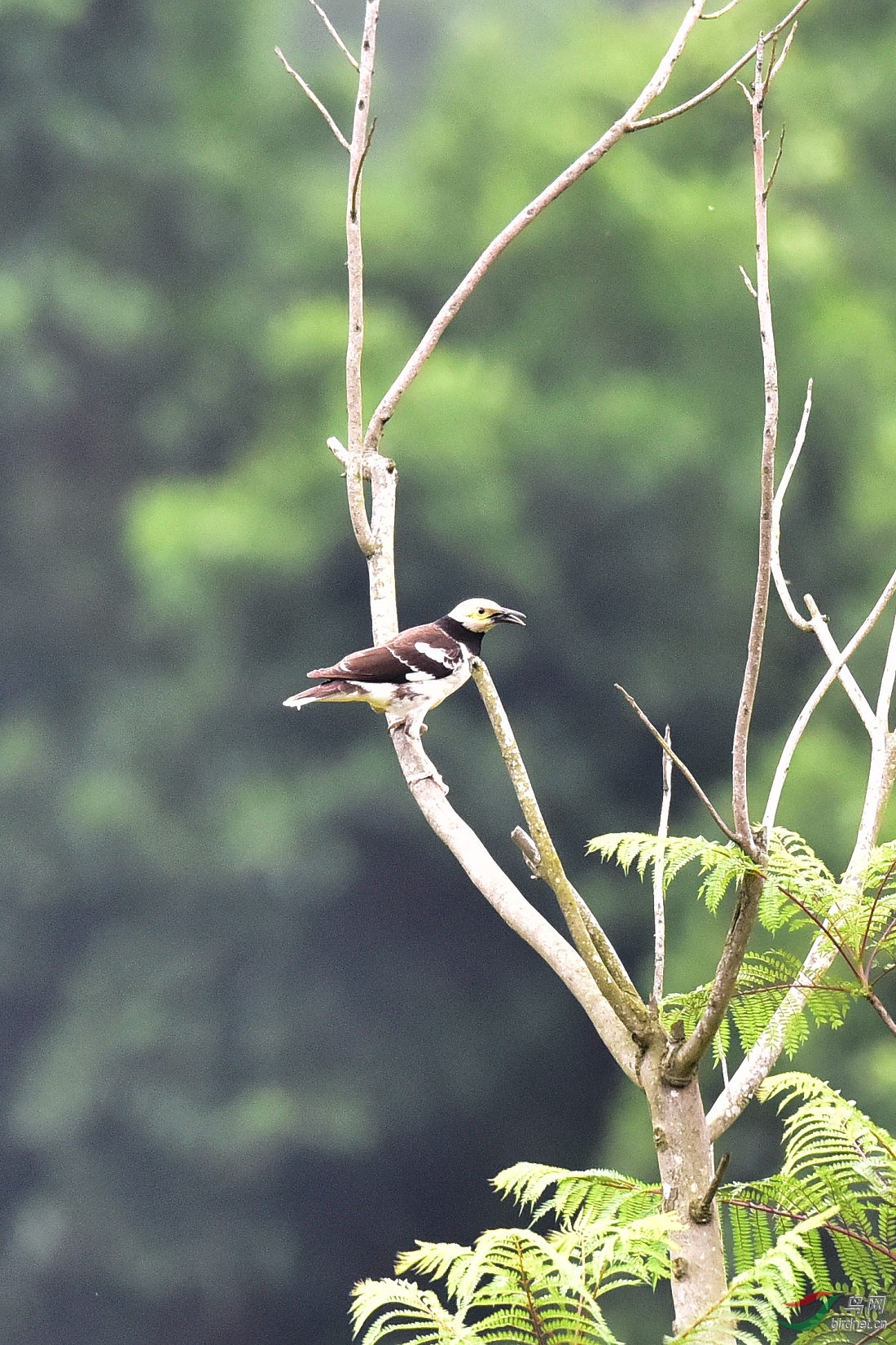 DSC_0603.JPG