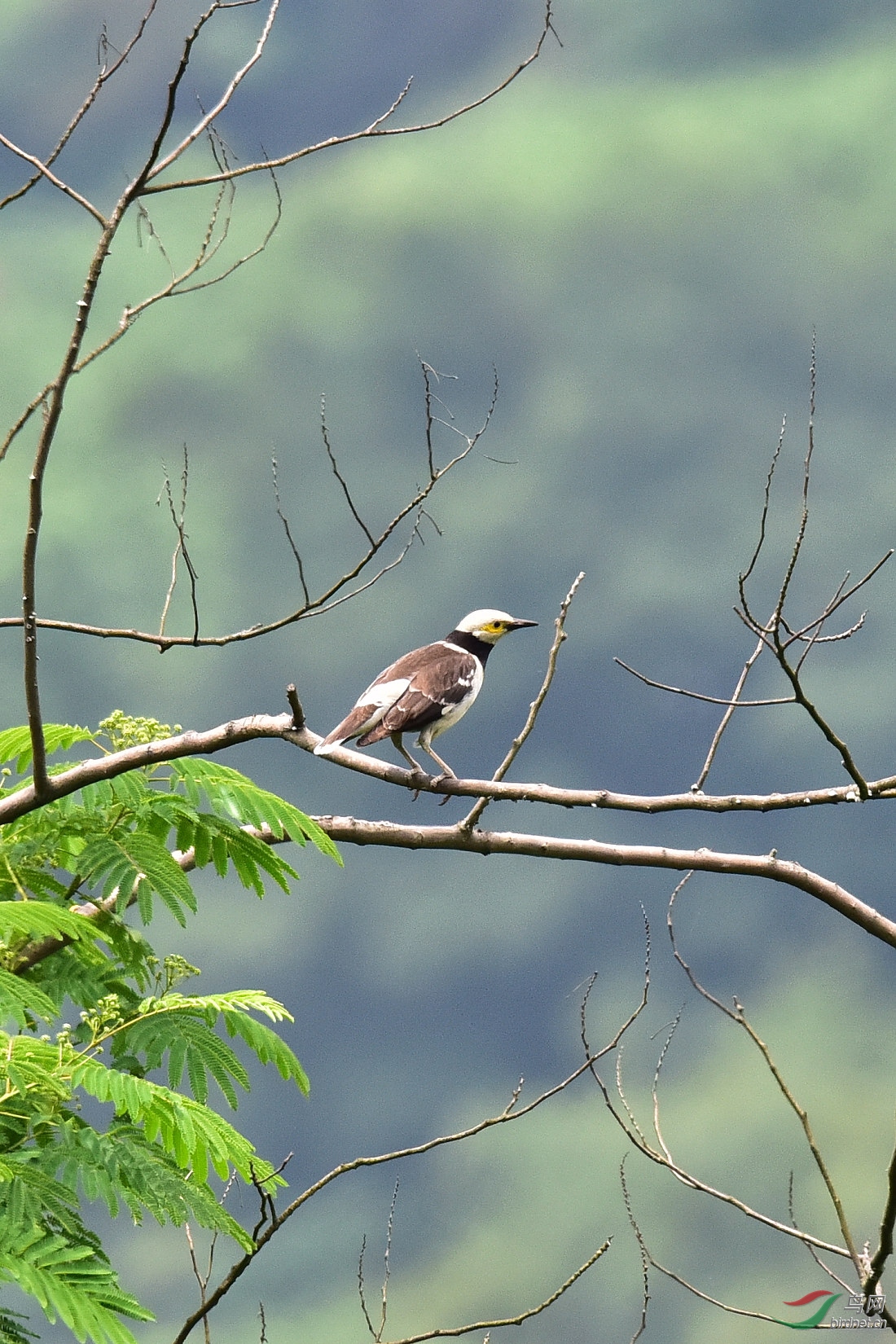 DSC_0605.JPG
