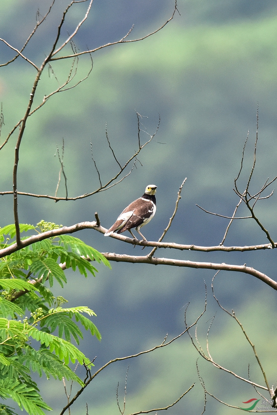 DSC_0606.JPG