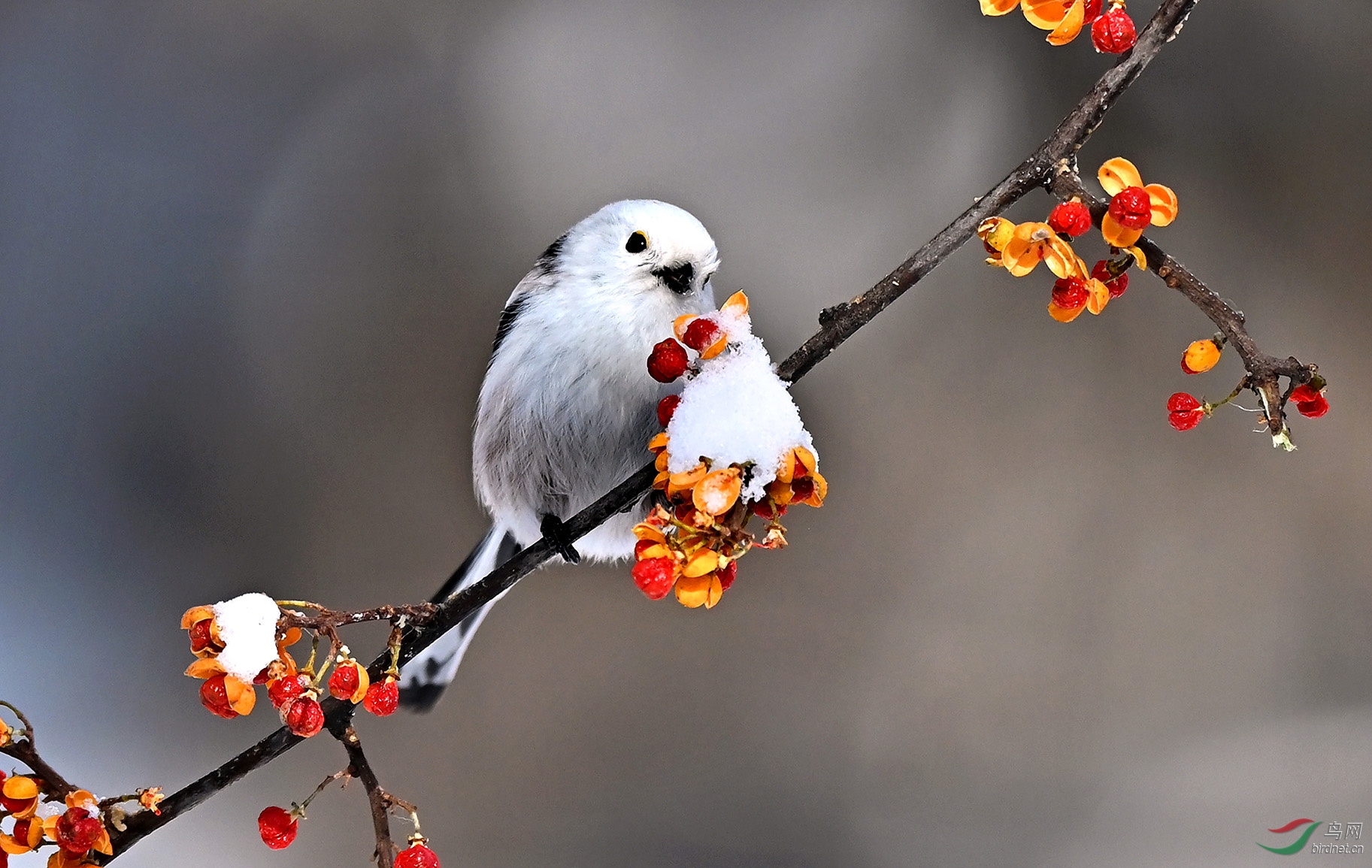 7.��ѩ��ͣ������ﳤβɽȸ��8848AM.jpg