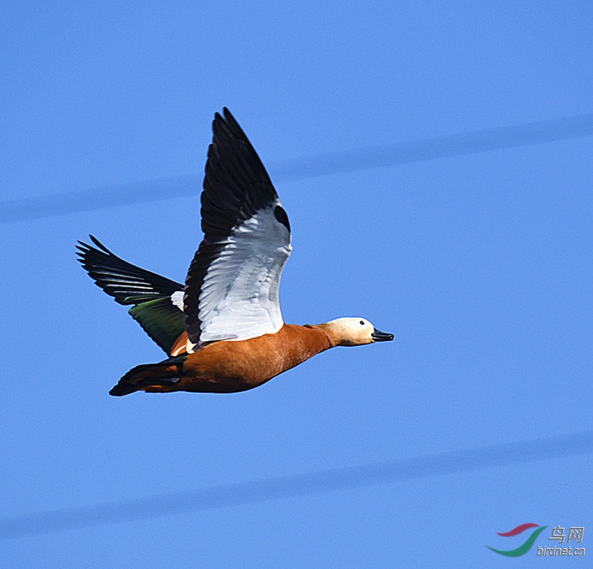 DSC_4065_00001_����.jpg