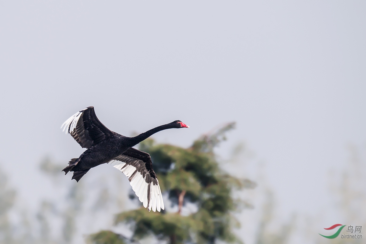 DSC_p7904.jpg