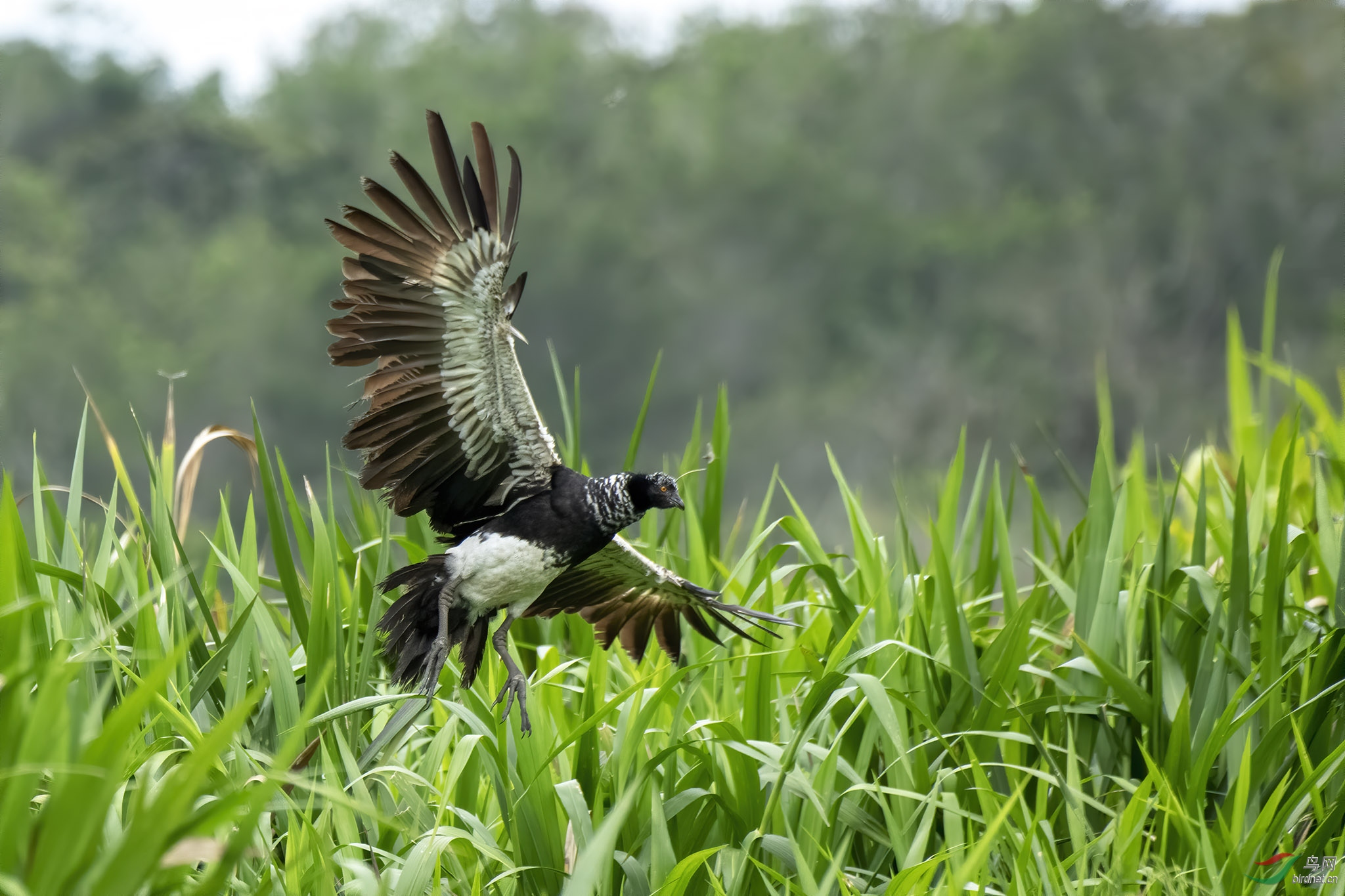 角叫鸭hornedscreamer厄瓜多尔共和国