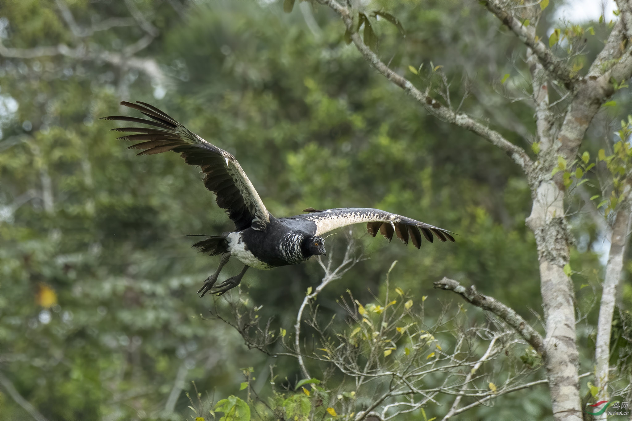角叫鸭hornedscreamer厄瓜多尔共和国