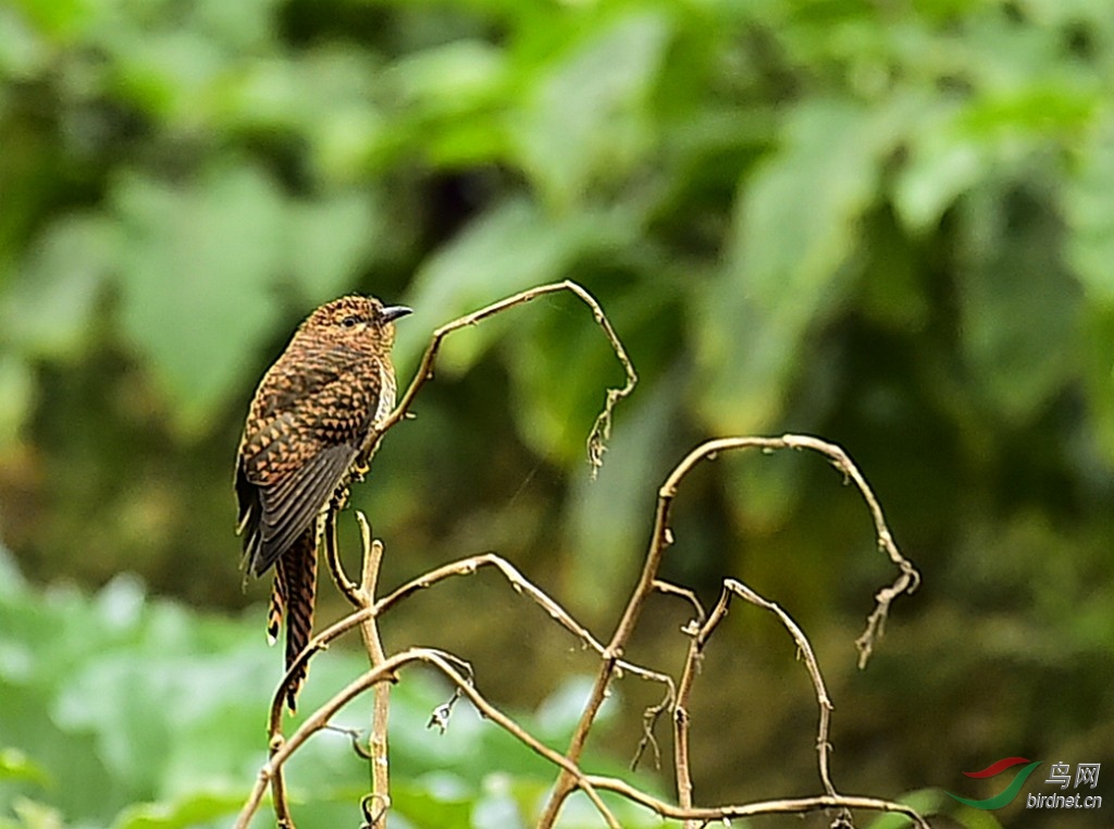 _DSC8124.jpg