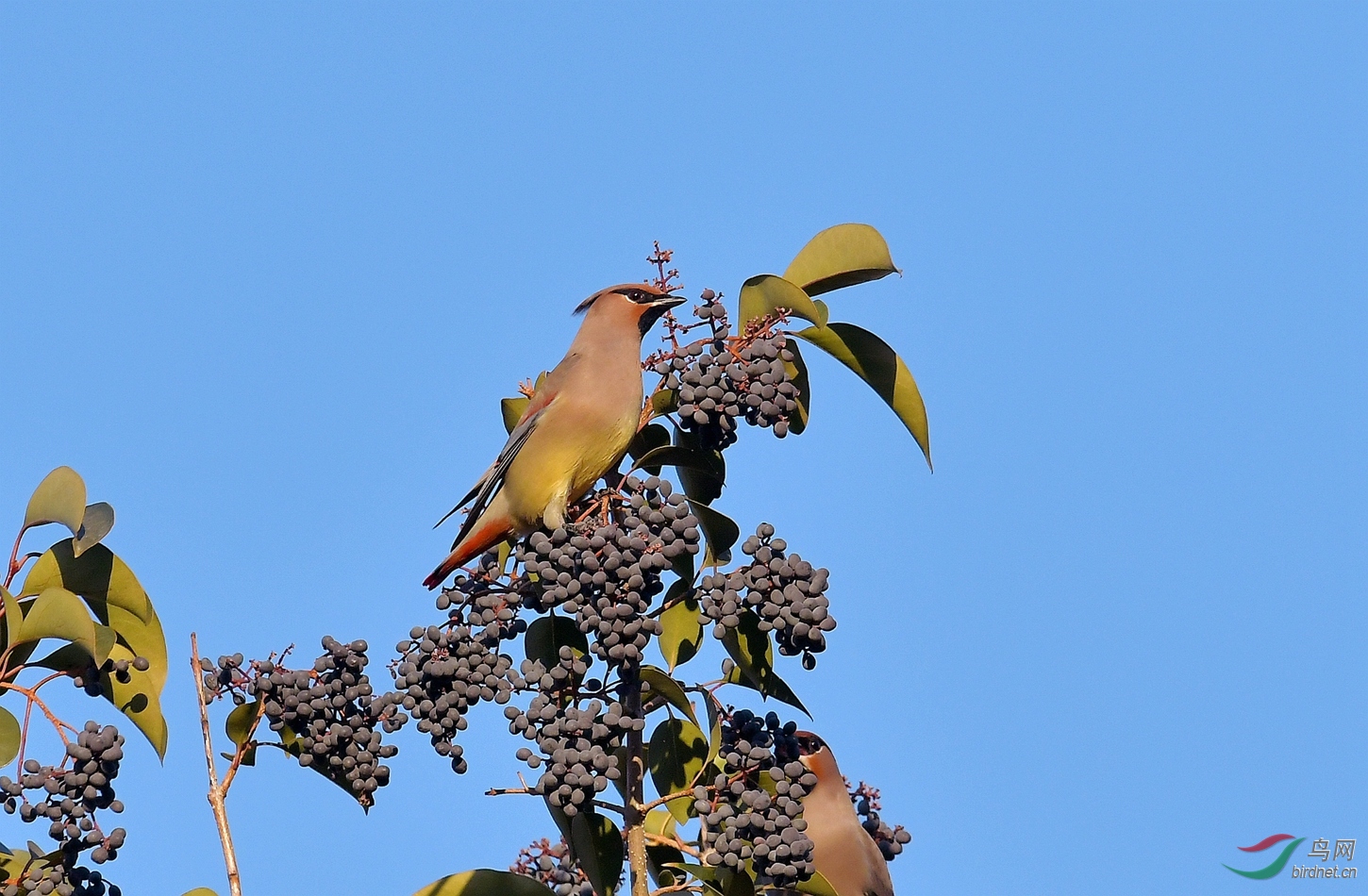 DSC_5268.jpg