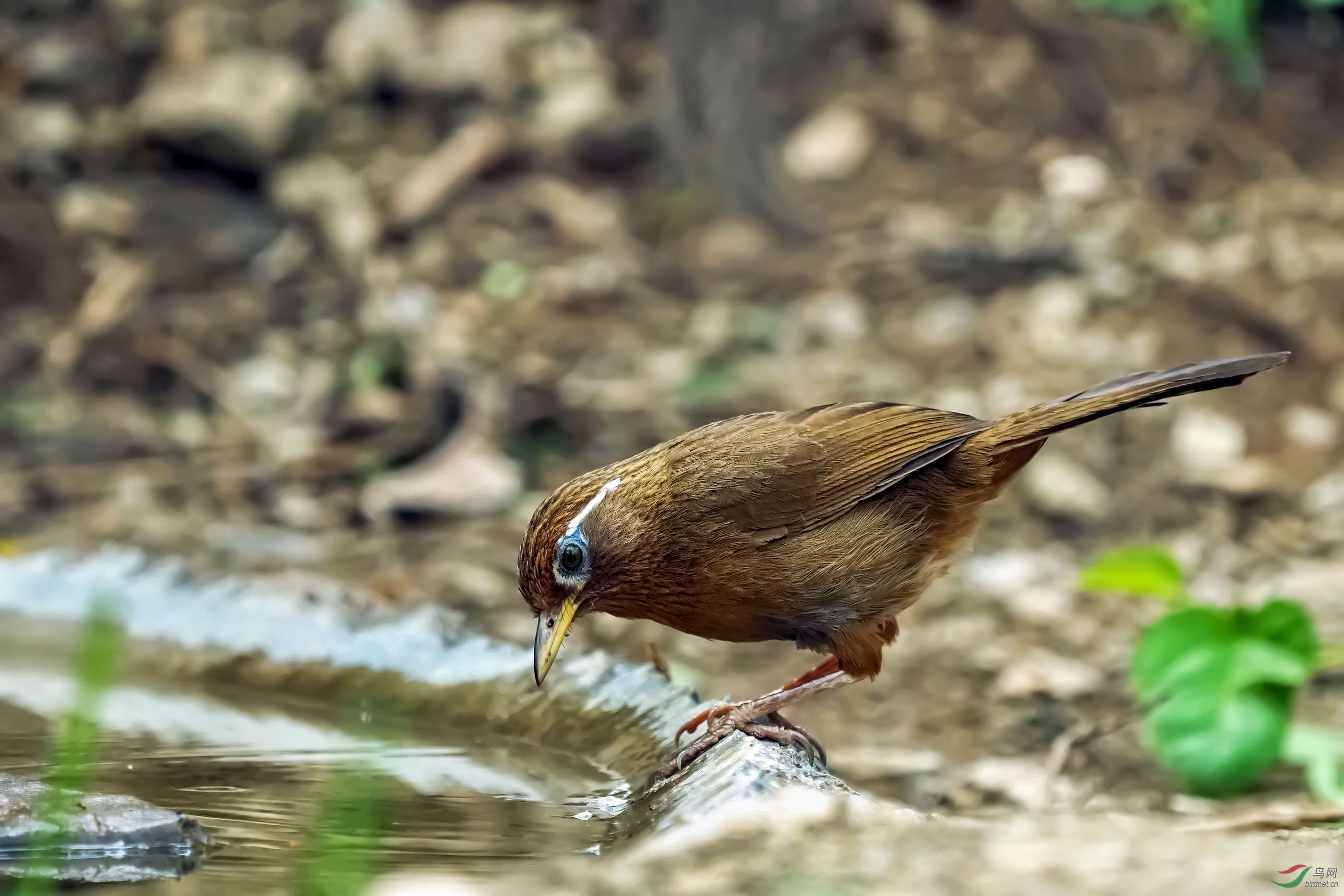 [林鸟] --------饮水的画眉