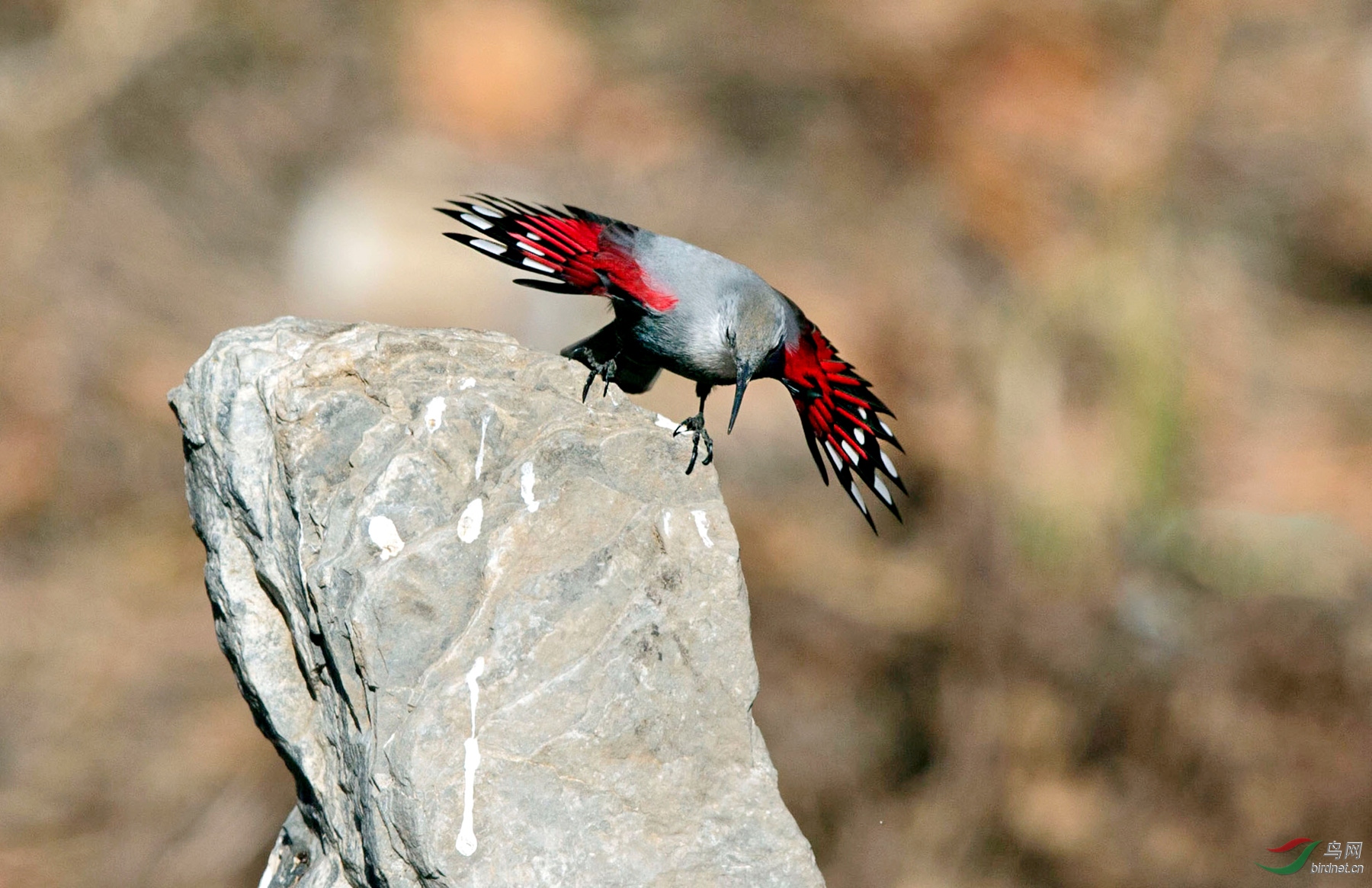 BW4Q3389 - ���� - ���� (2).jpg