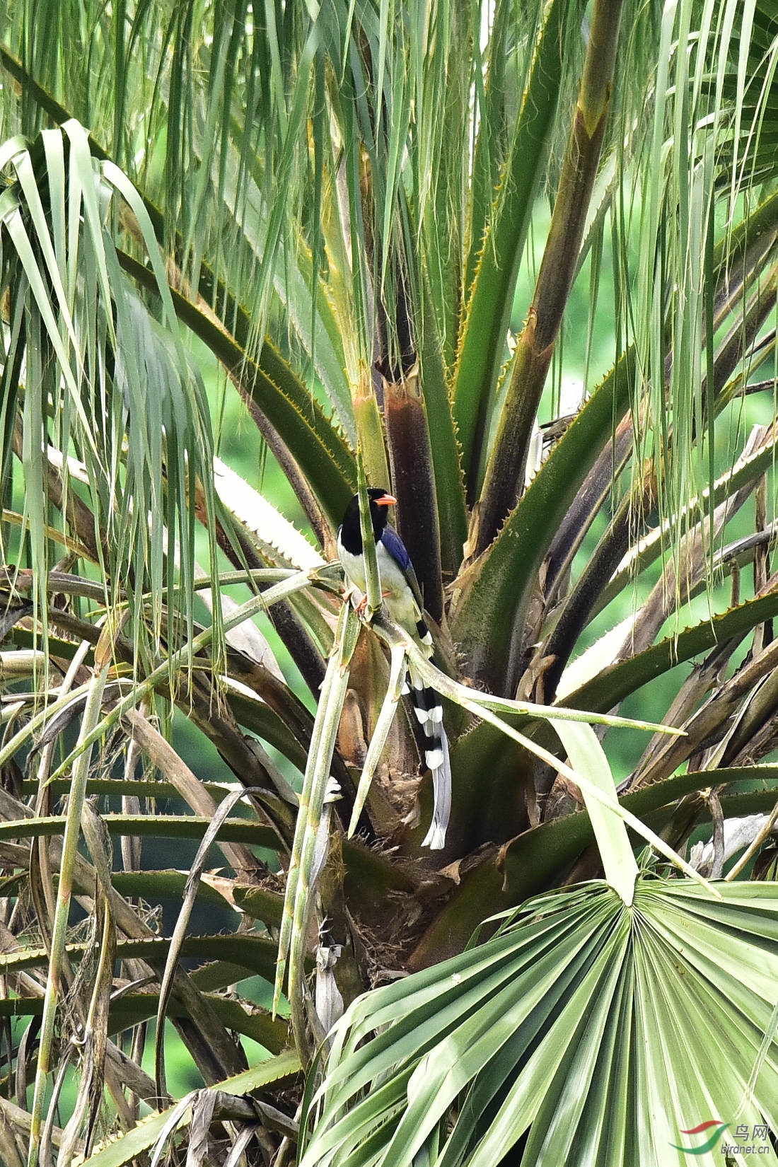 DSC_1046.JPG
