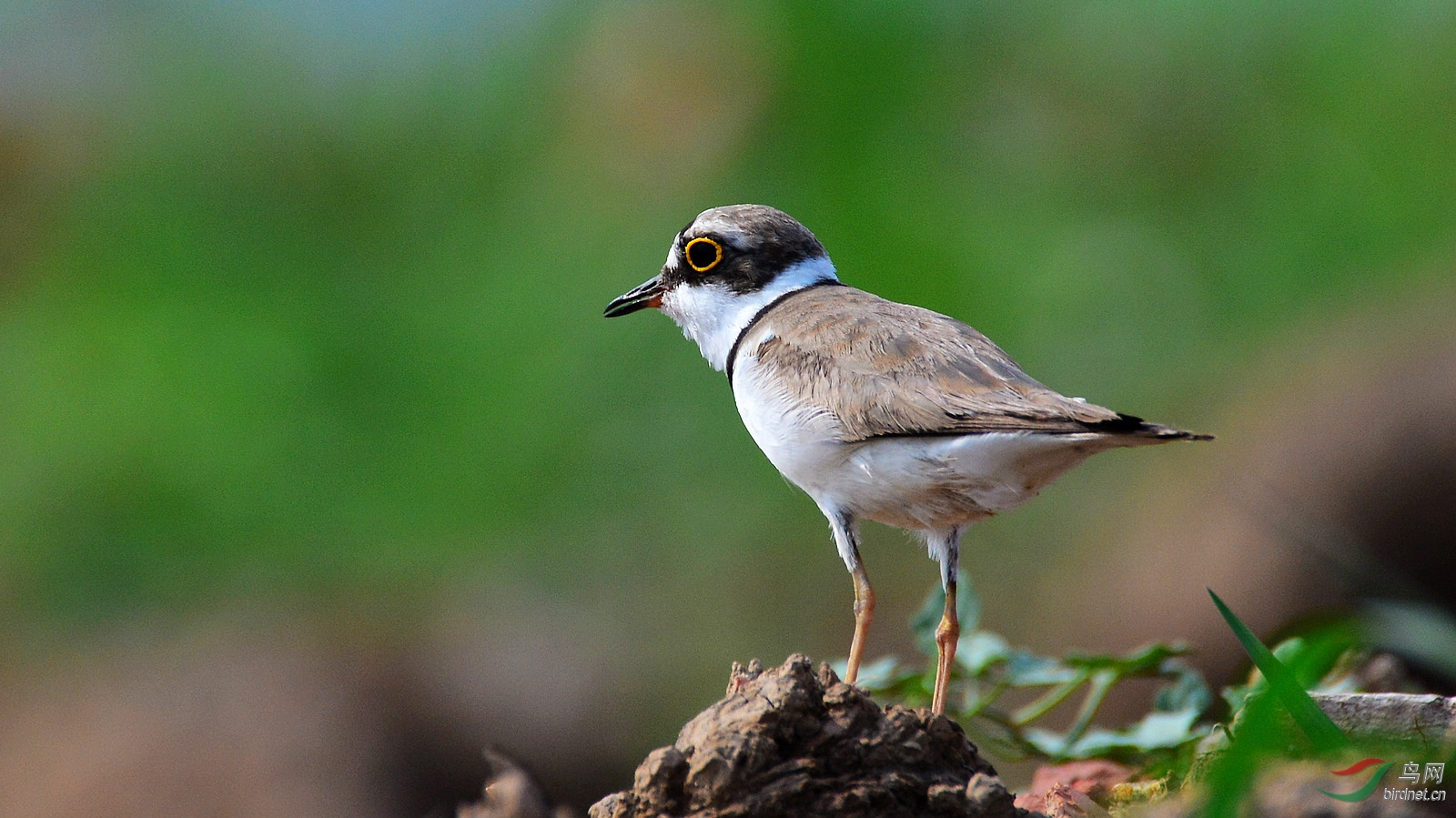 ���� (2) DSC_3585.JPG