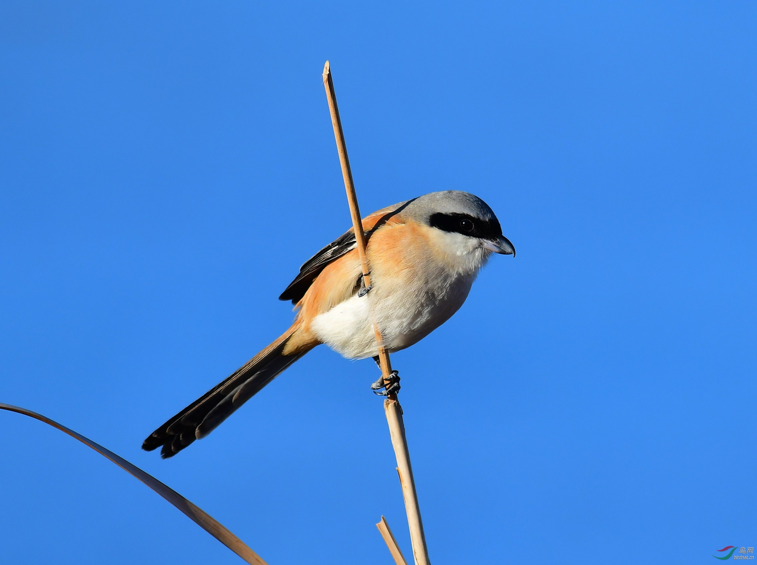 DSC_0379.JPG