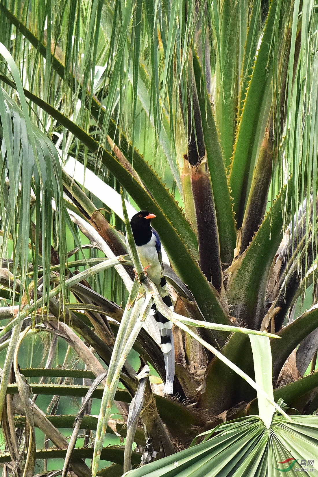 DSC_1047.JPG