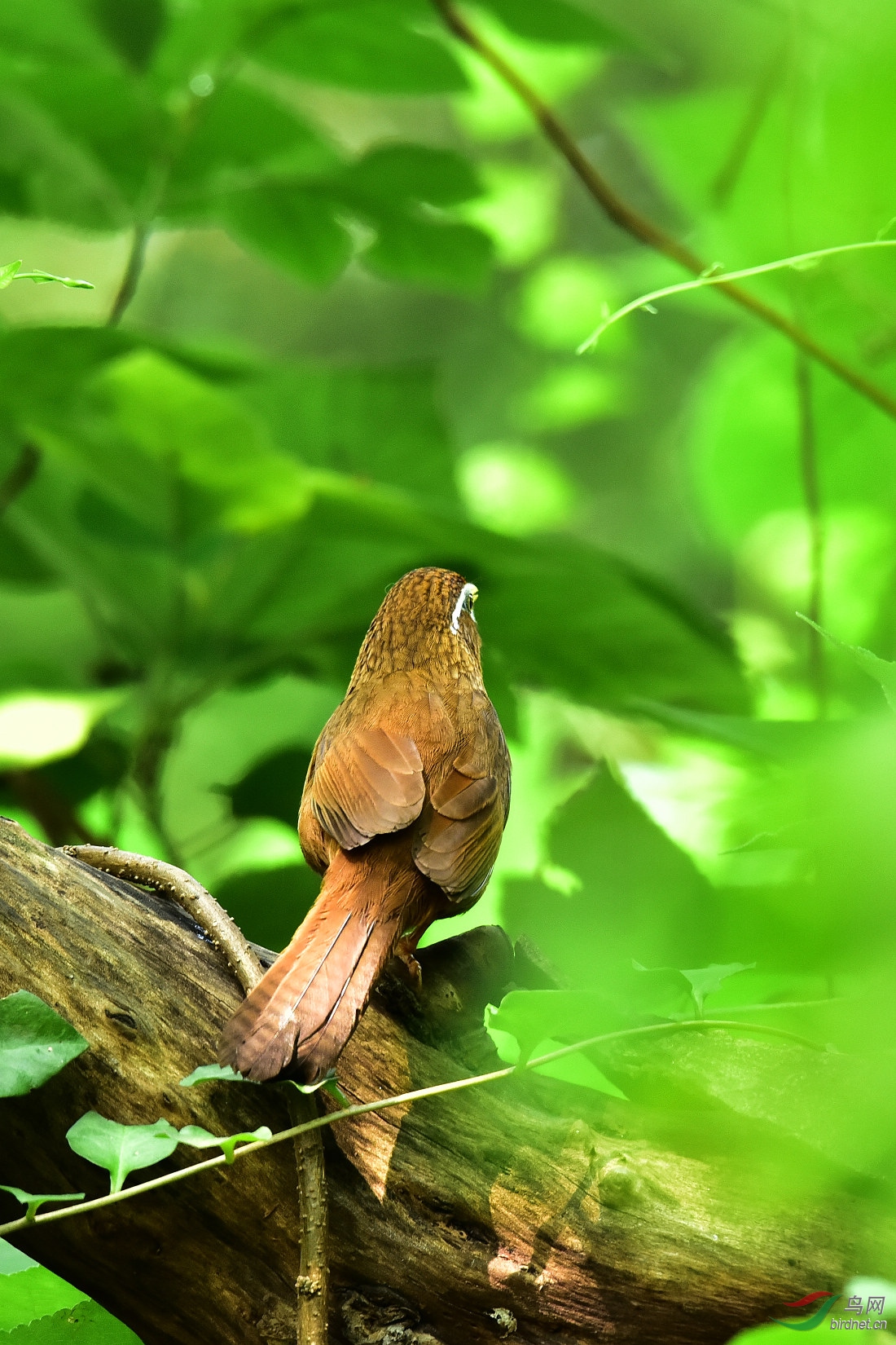 DSC_0617.JPG