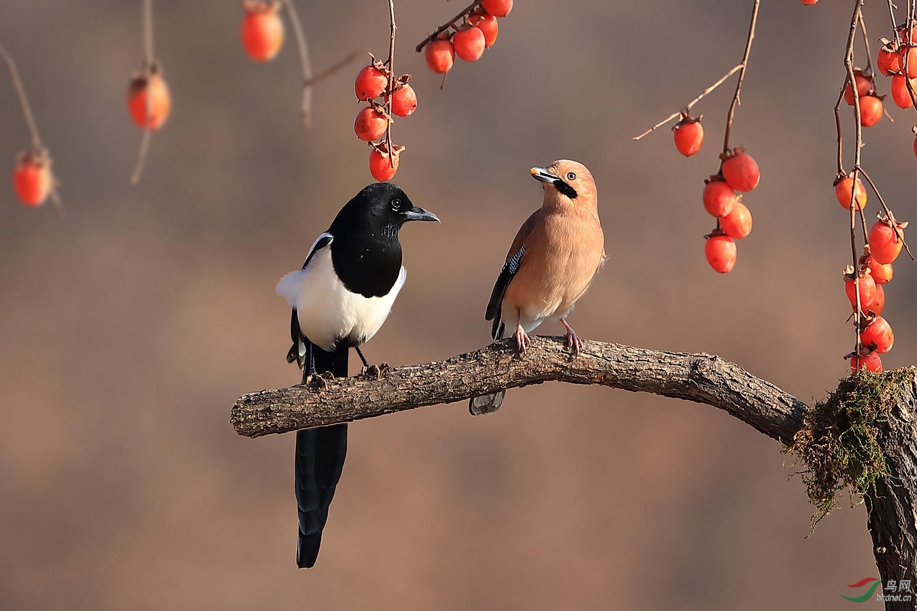 _89I6122 ����.jpg