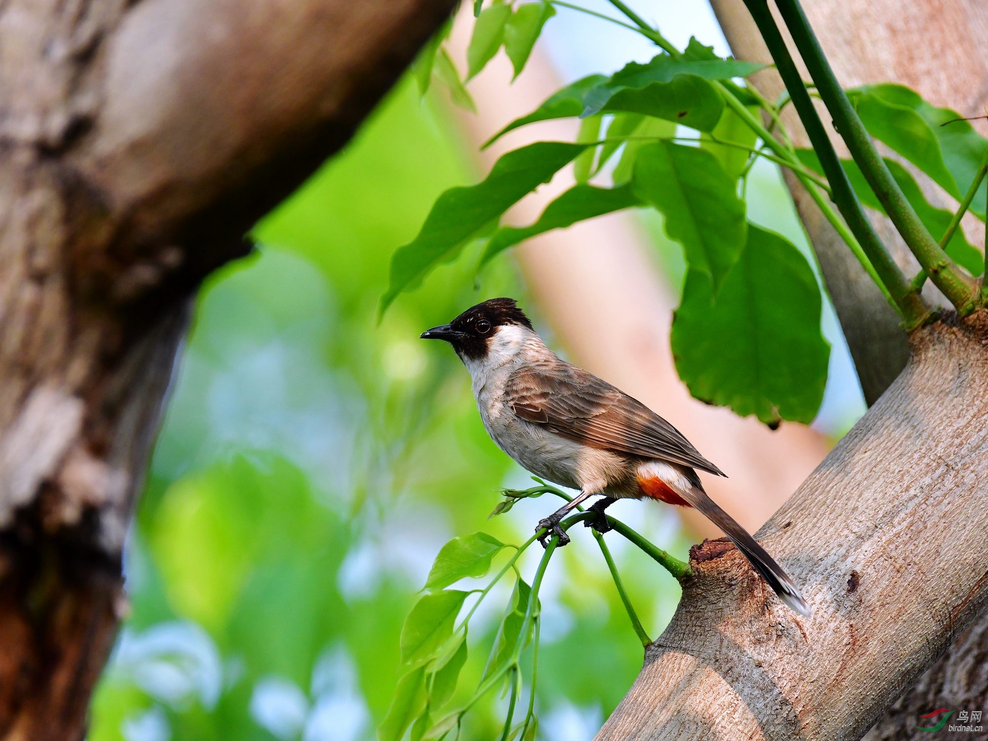 2019-05-13_����-0075 Сͼ.jpg