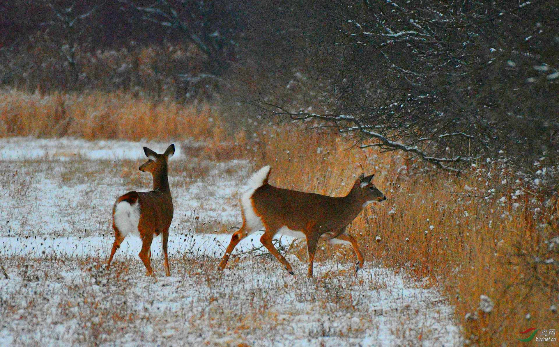 【雪中鹿】(祝贺老师佳作荣获图文精华)