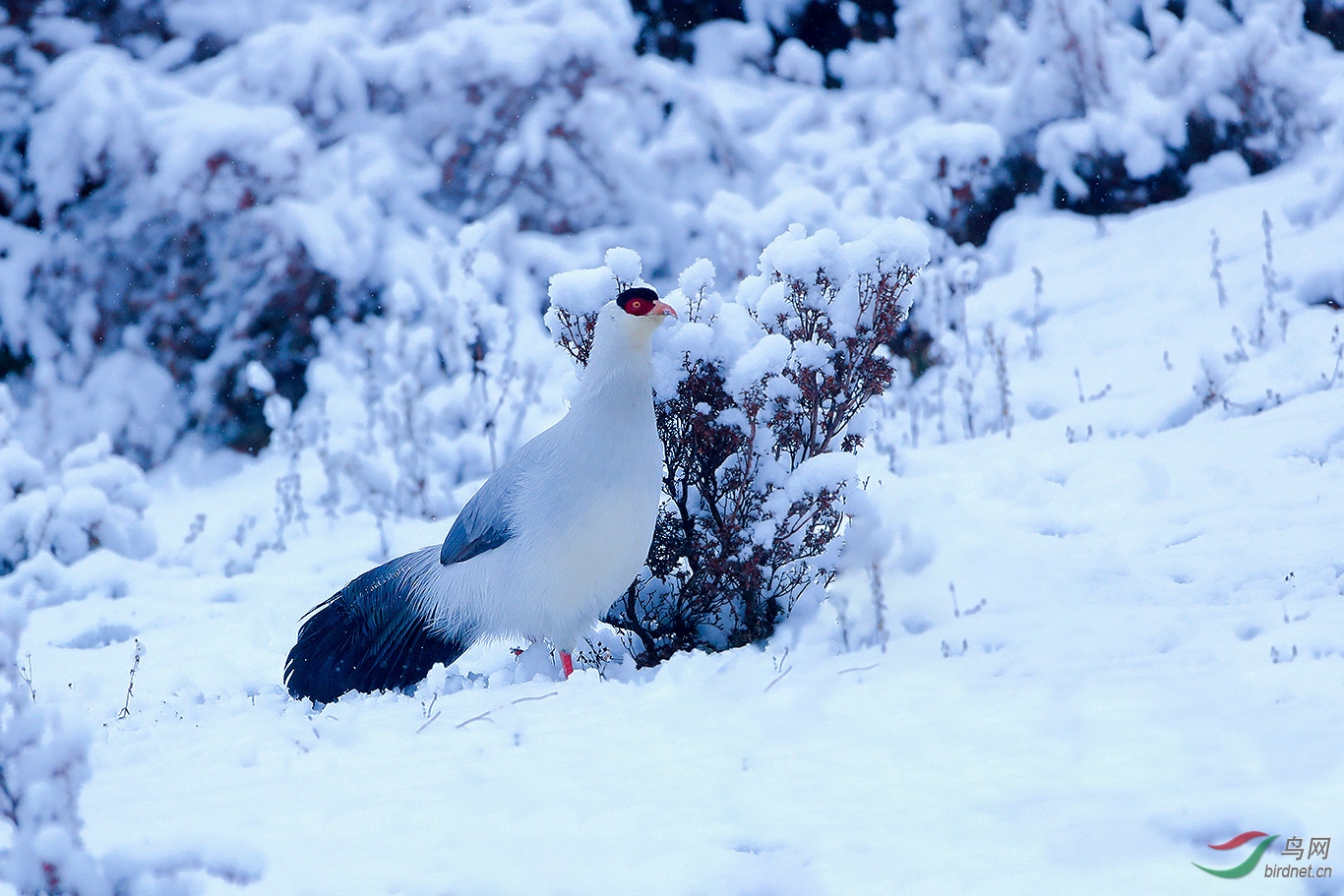 雪地白马鸡