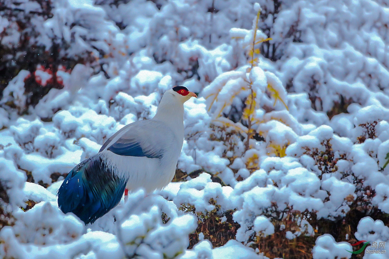 雪地白马鸡