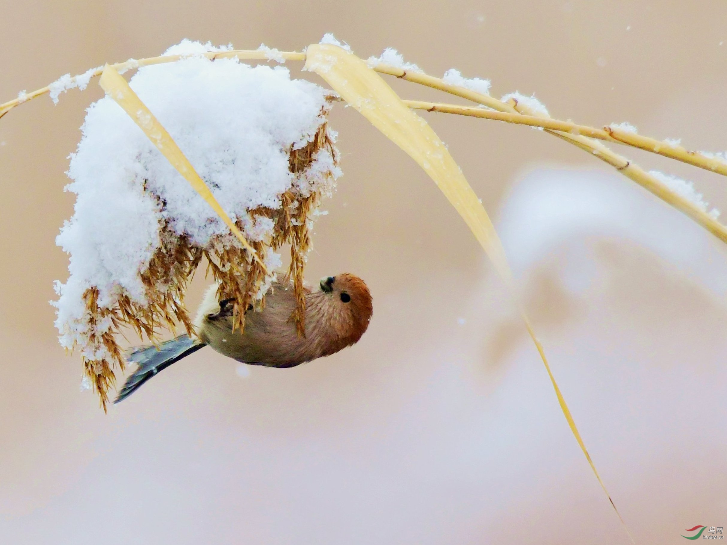 雪天小棕头鸦雀