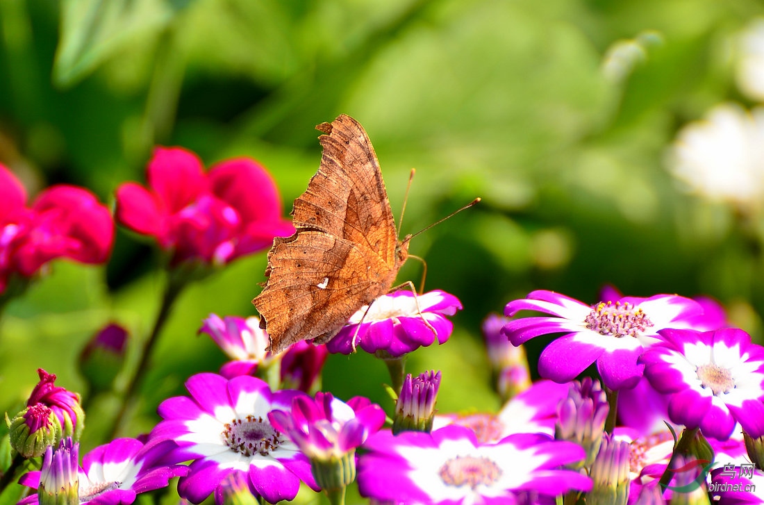 DSC_5071.JPG