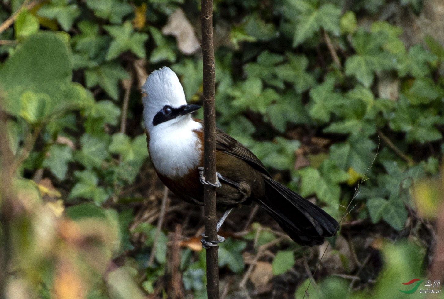 DSC_1212b.jpg