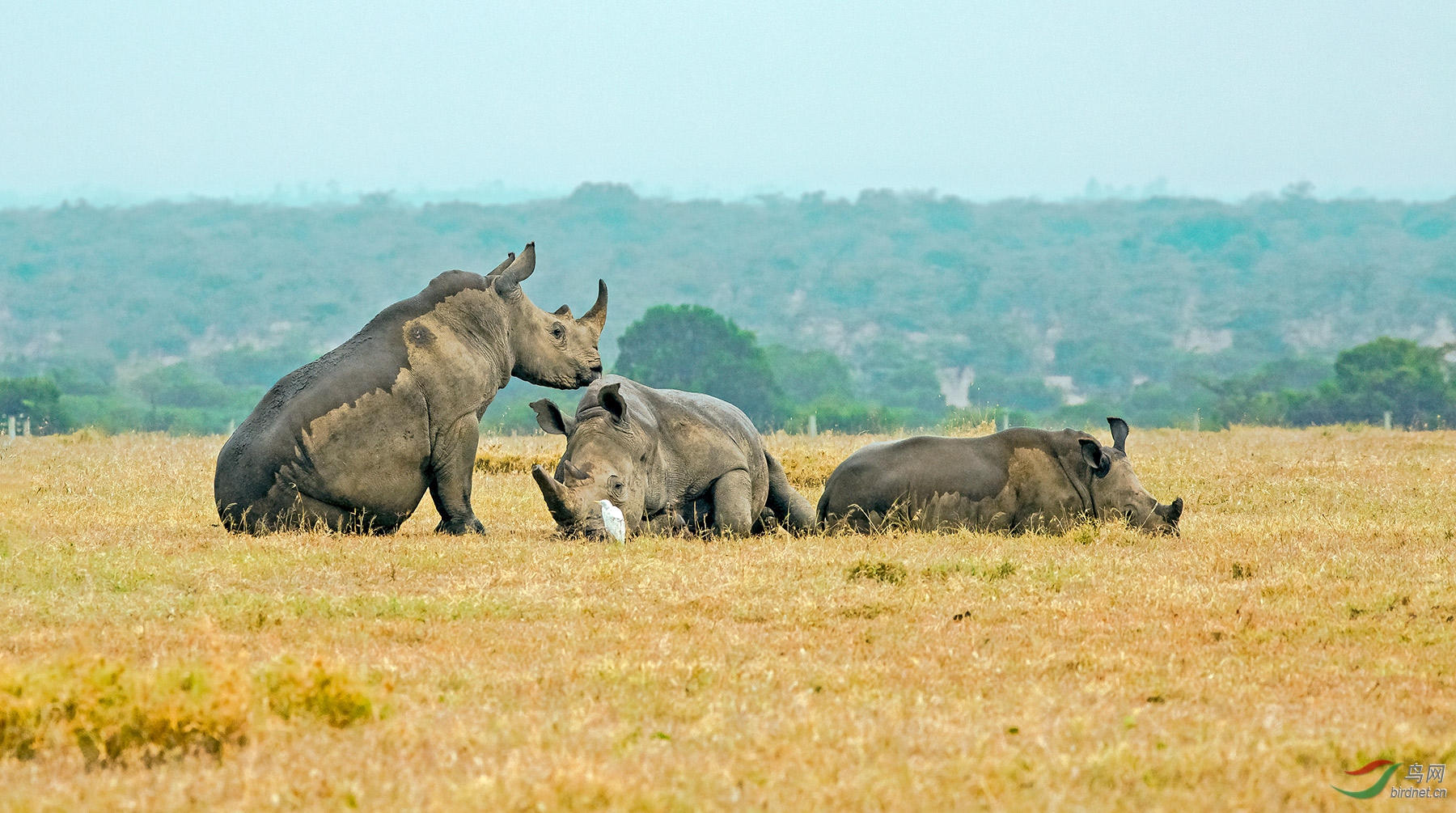 非洲草原上的犀牛