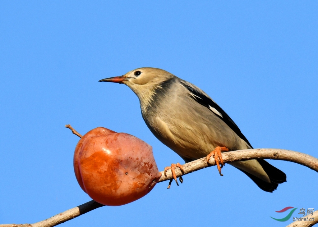 MYG_0608.JPG
