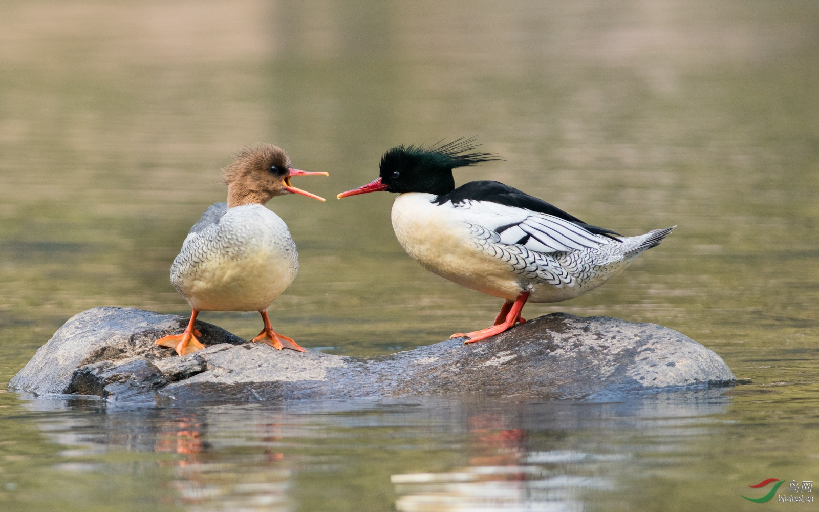 ��˵ �ǲ��ǿ��ϱ��ĸѼ��