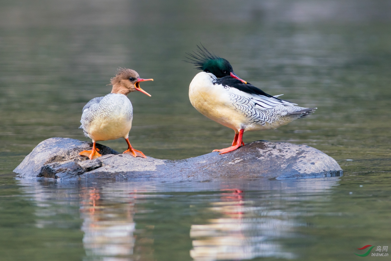 ������ ����